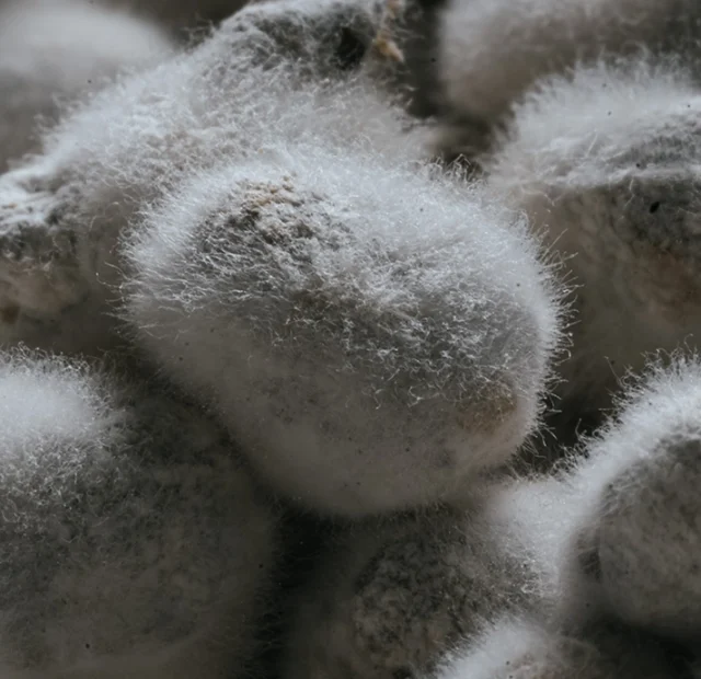 KOJI: de la tradición a la gastronomía moderna – Töufood